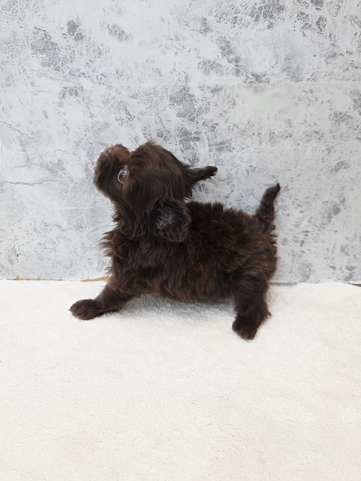 トイプードル×チワワの写真2