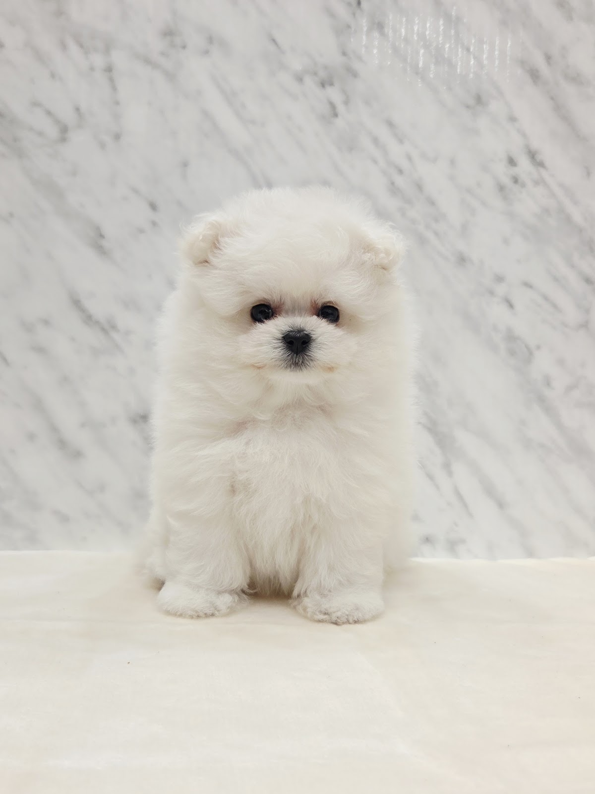 ビションフリーゼ×ポメラニアンの写真