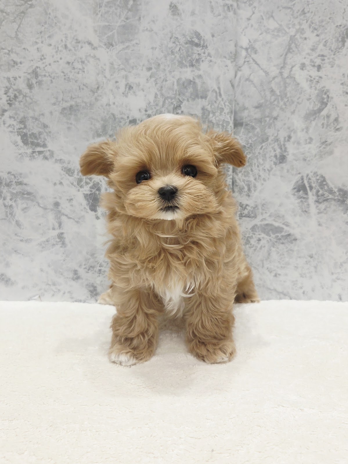 トイプードル×マルチーズの写真