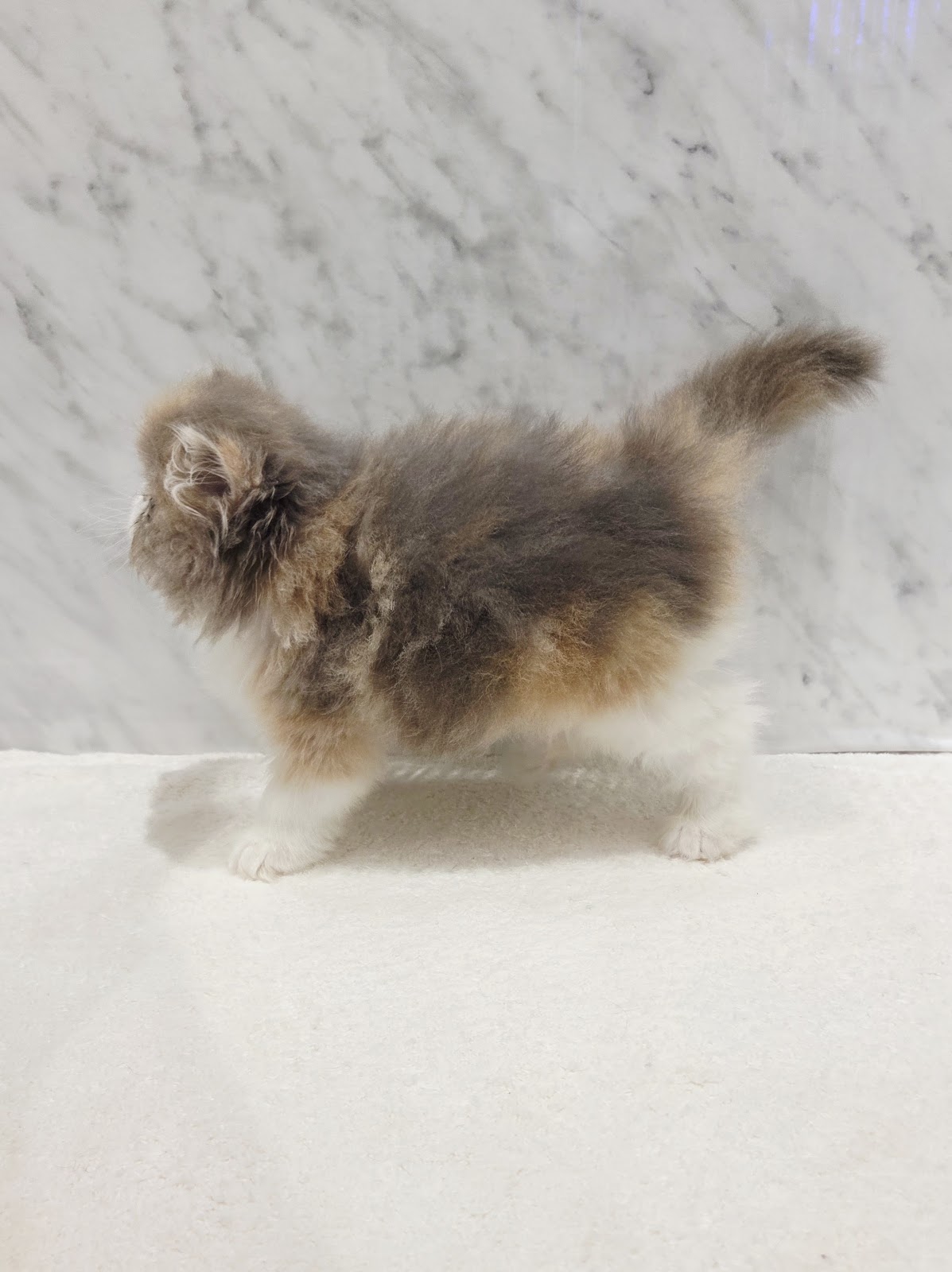 エキゾチックの写真2