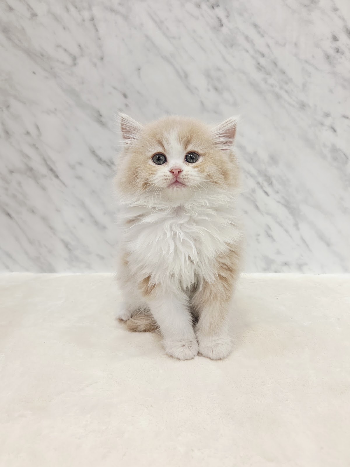 ラガマフィンの写真