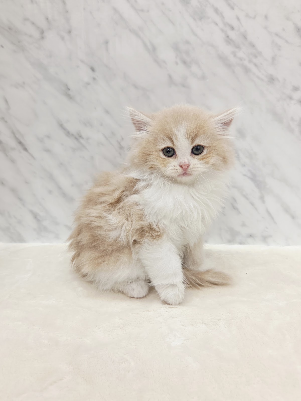 ラガマフィンの写真3