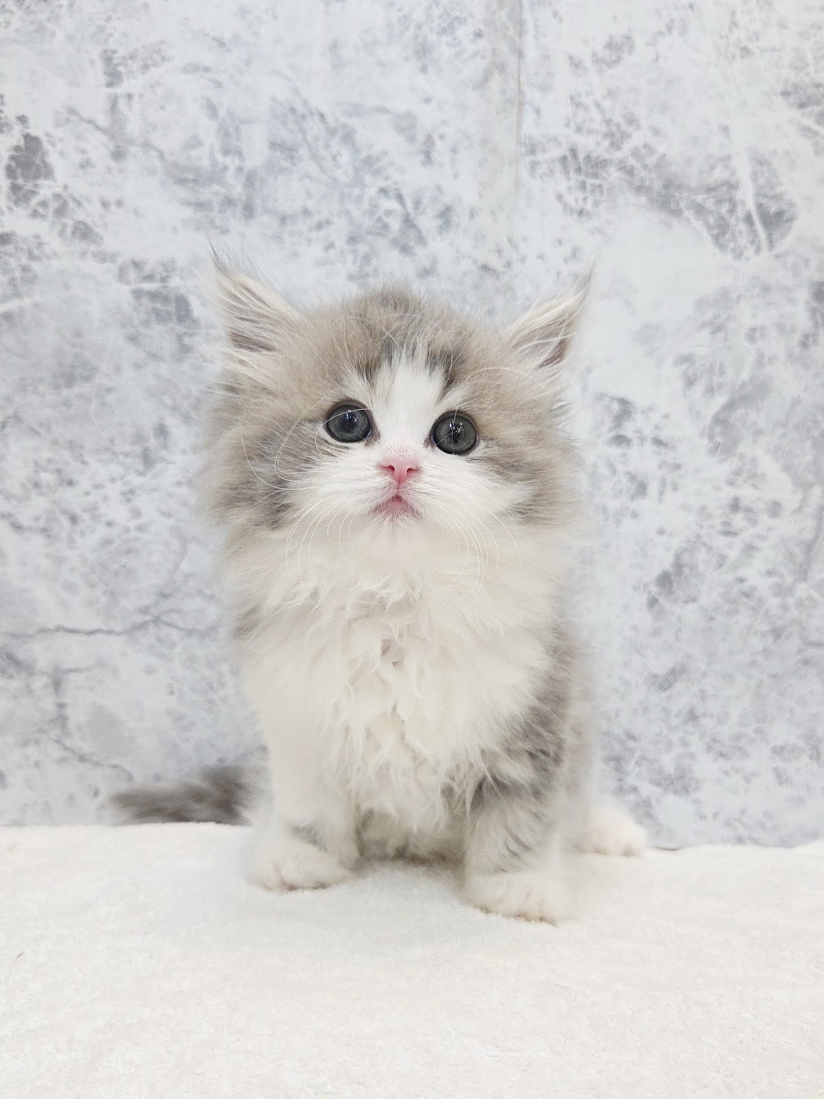 サイベリアンの写真