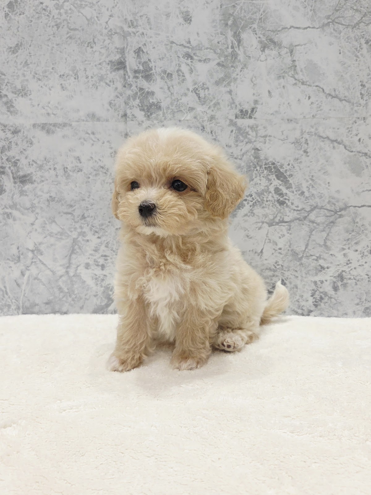 トイプードル×マルチーズの写真3