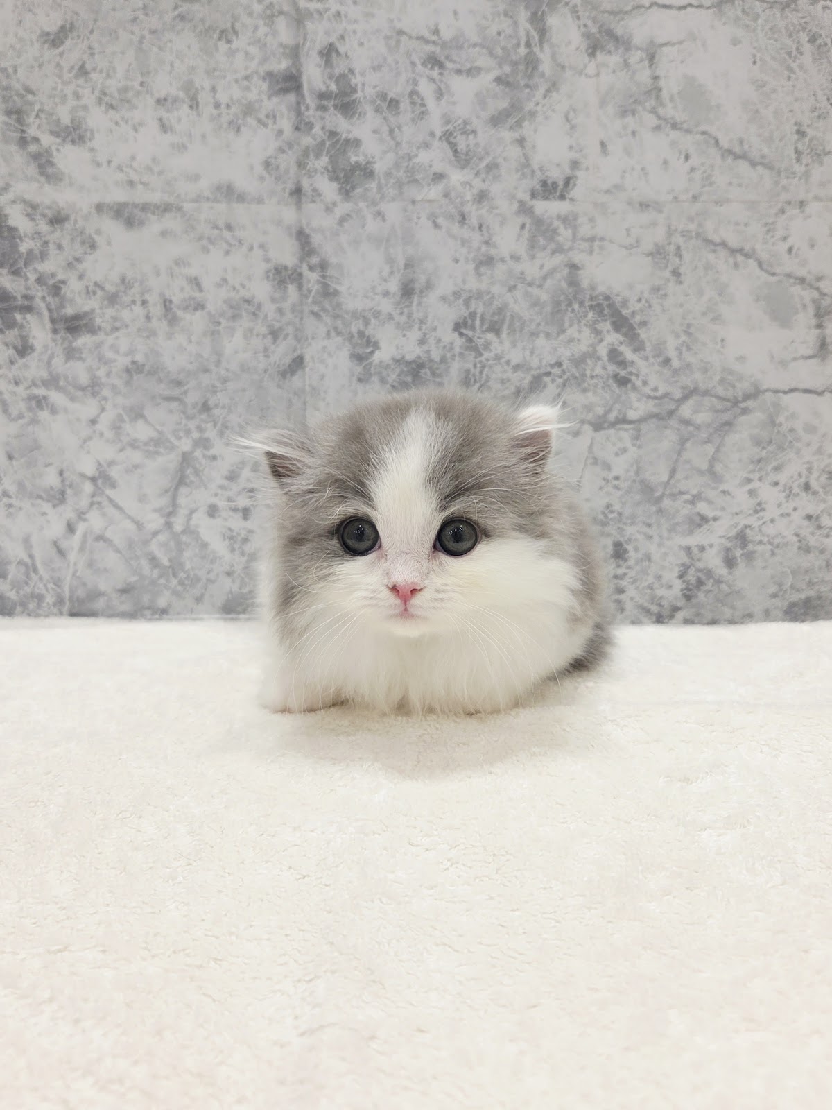 ミヌエットの写真3