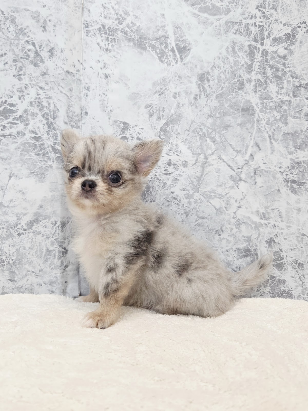 ロングコートチワワの写真3