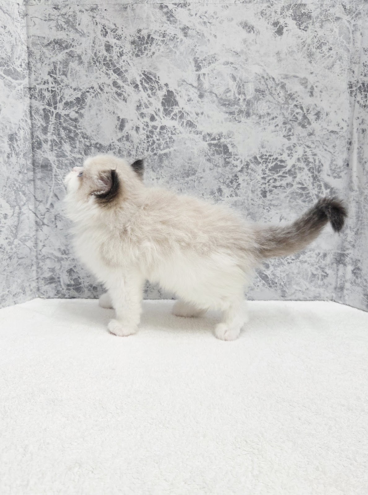 ラグドールの写真2