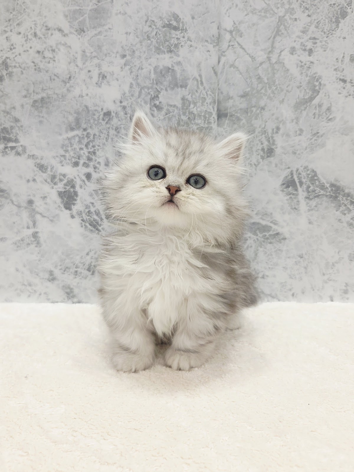 ミヌエットの写真