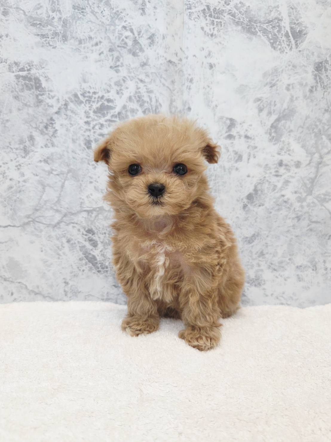 トイプードル×マルチーズの写真