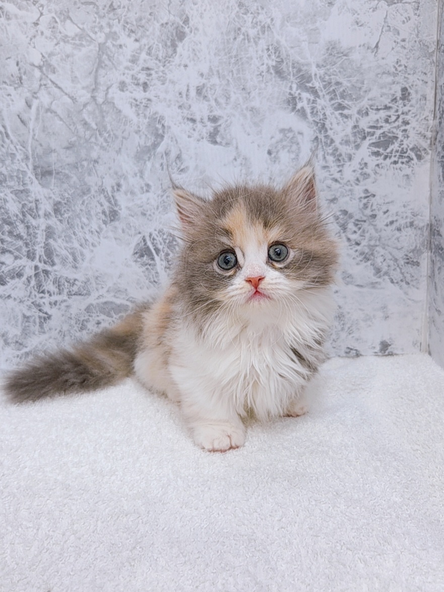 ミヌエットの写真3