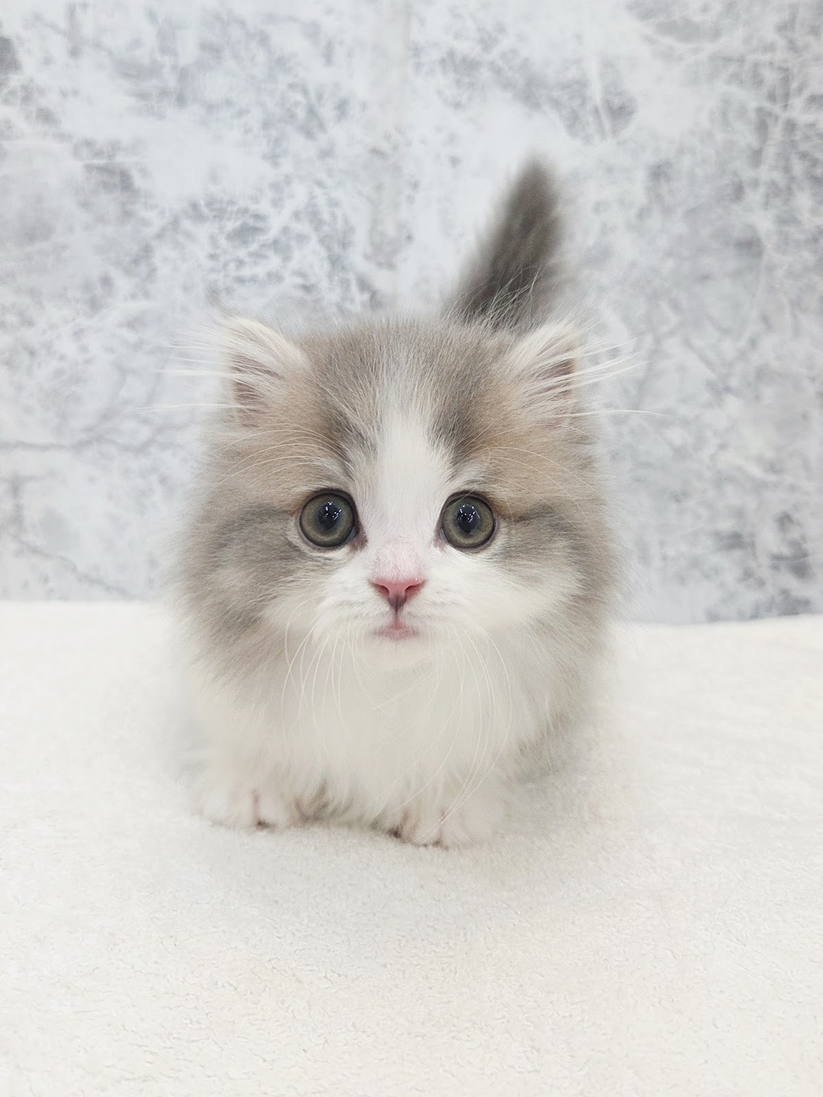 ミヌエットの写真