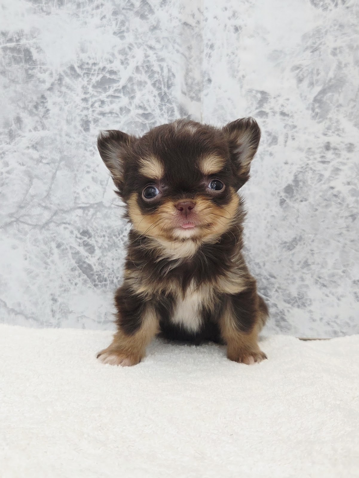 ロングコートチワワ