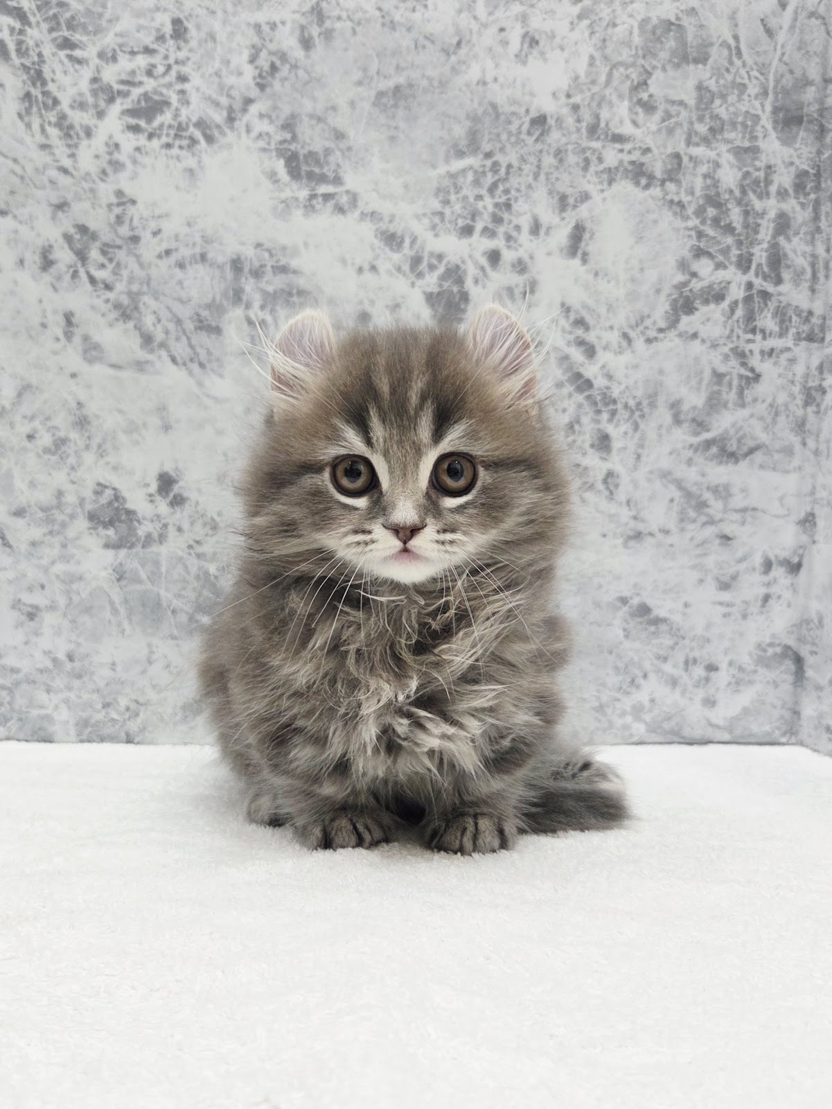 キンカローの写真