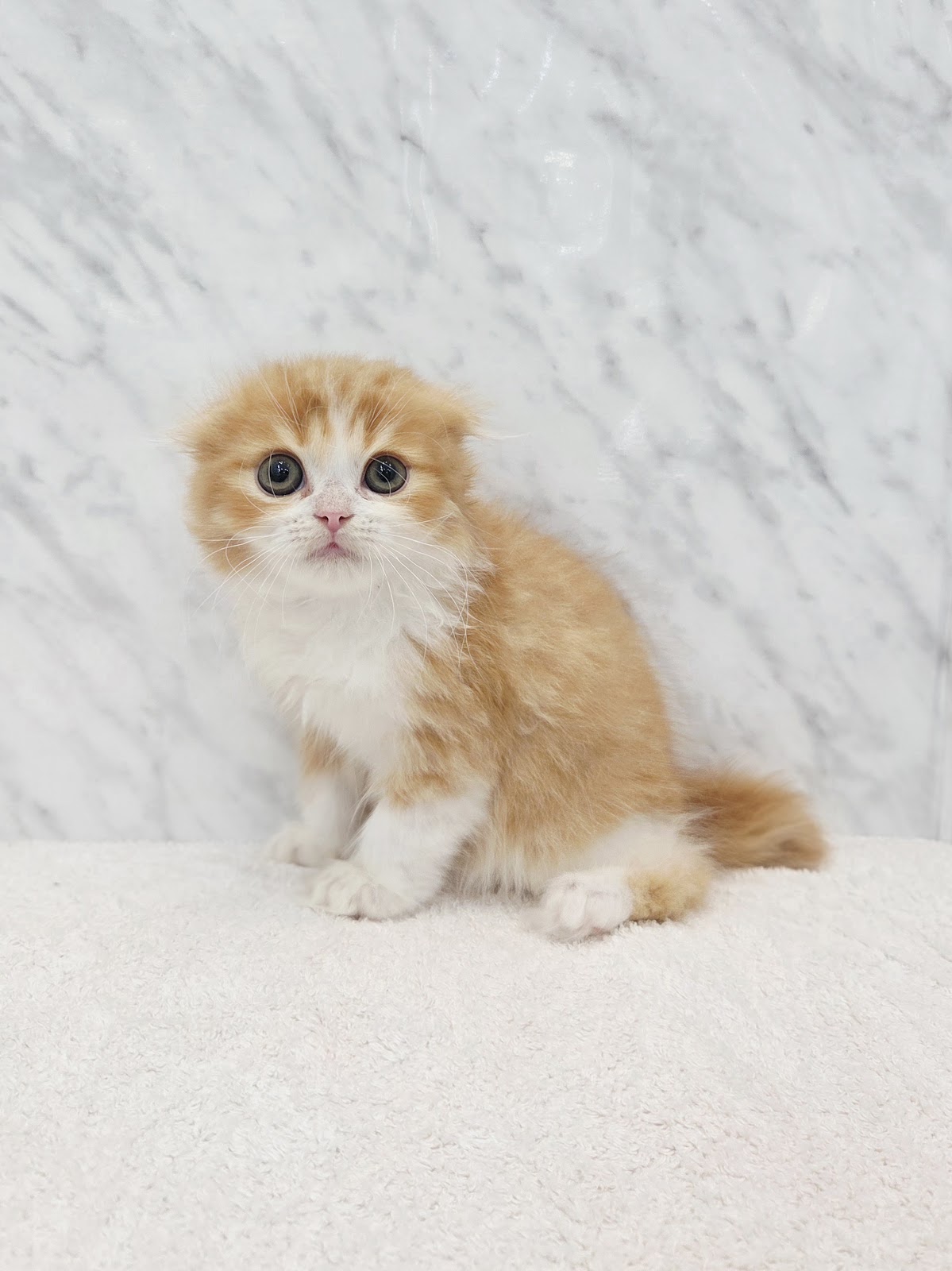 スコティッシュ・フォールドの写真3