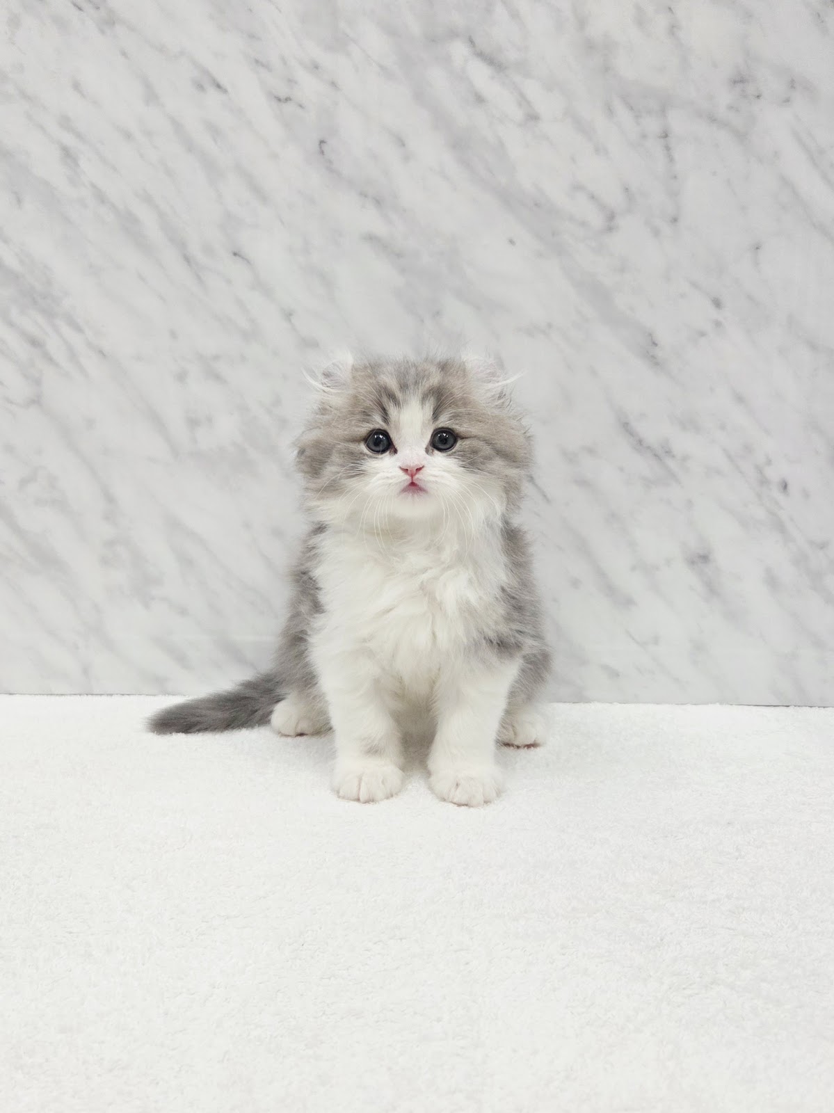 アメリカンカール