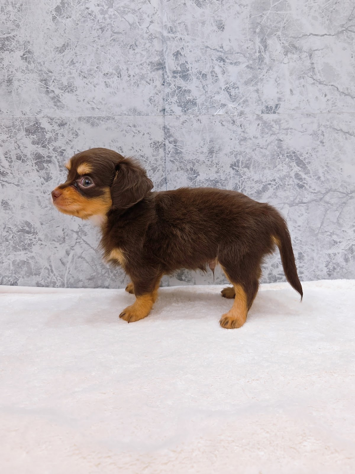 チワワ×ミニチュアダックスフンドの写真2