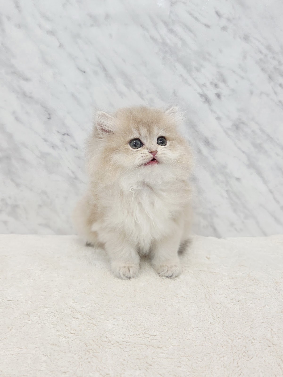 ブリティッシュロングヘアーの写真3