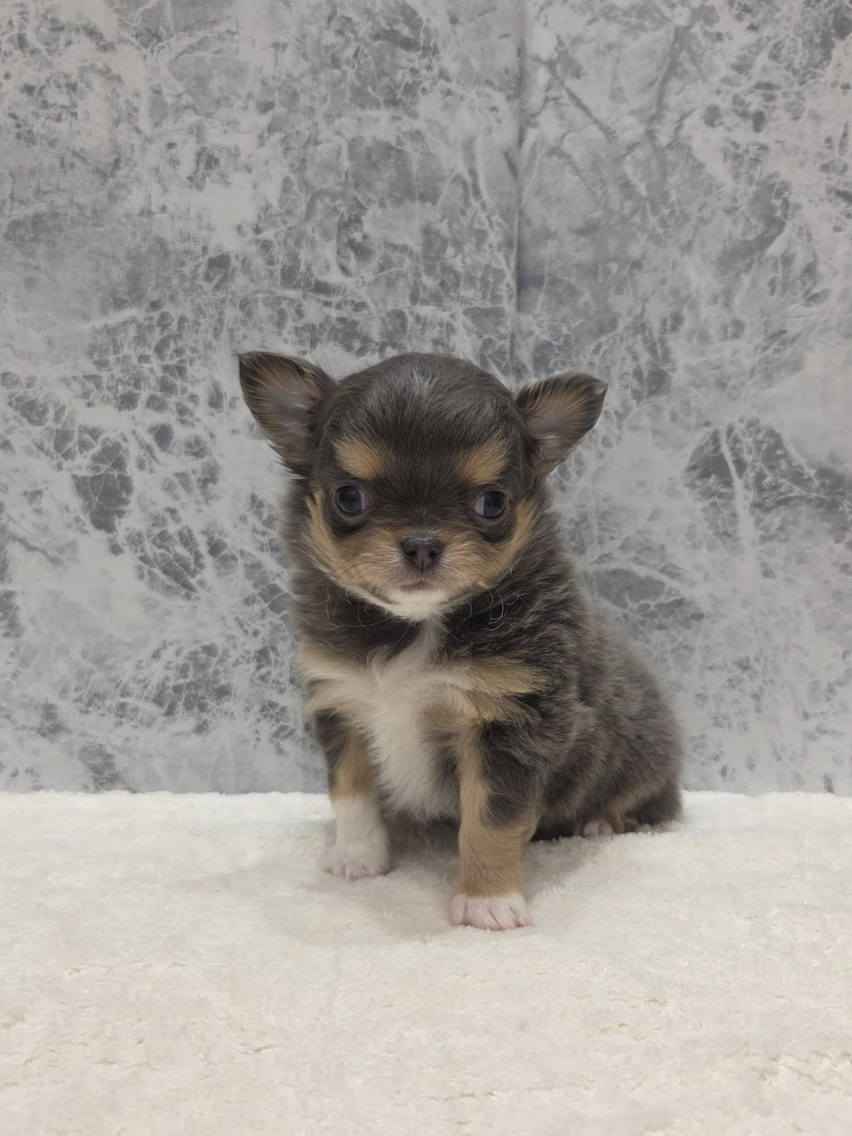 ロングコートチワワの写真