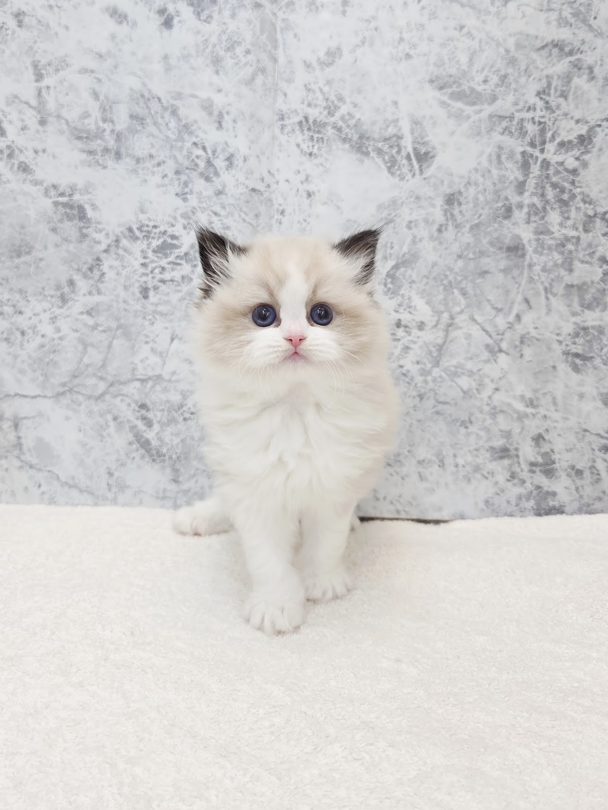 ラグドールの写真