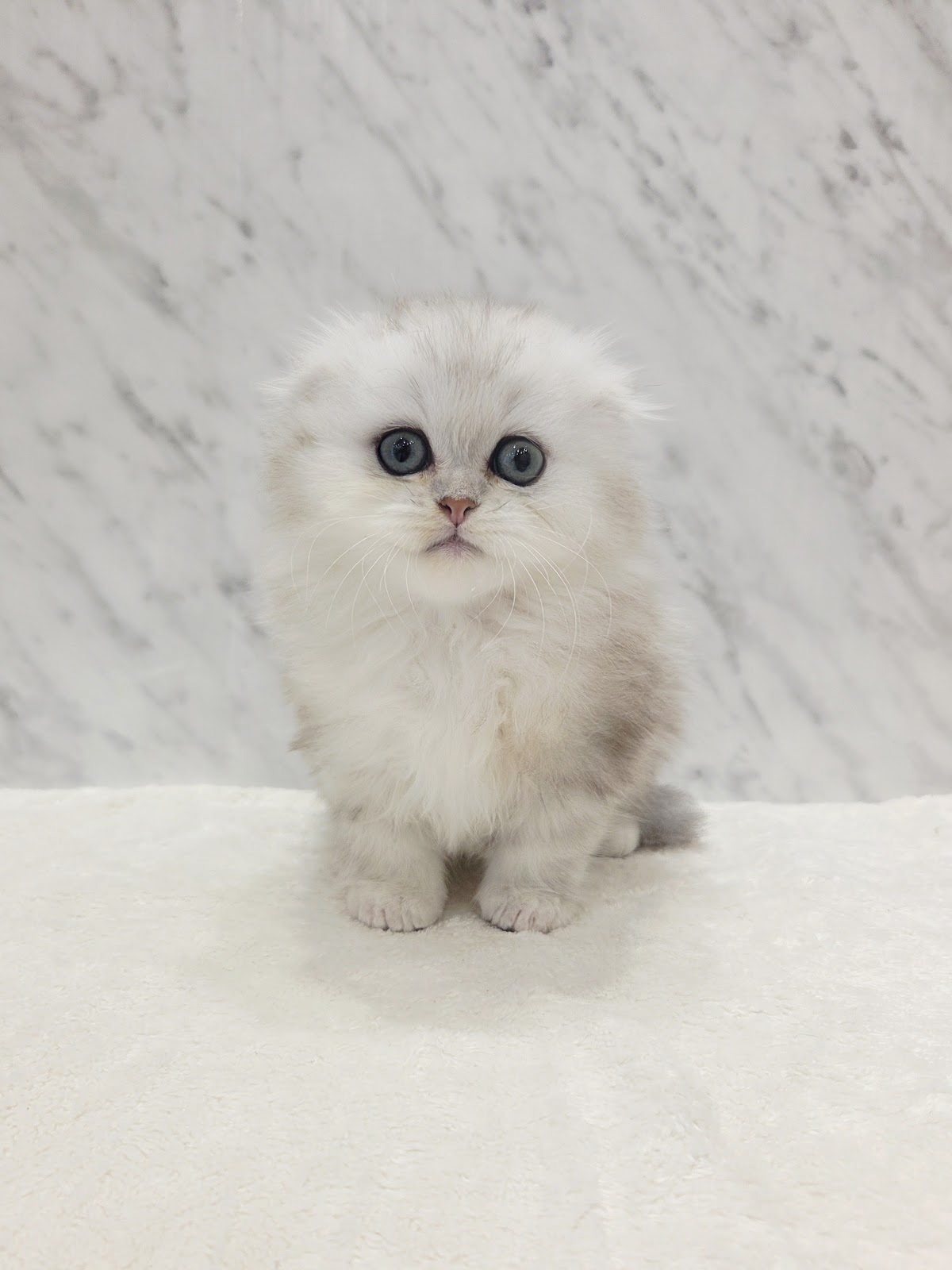 マンチカンの写真3