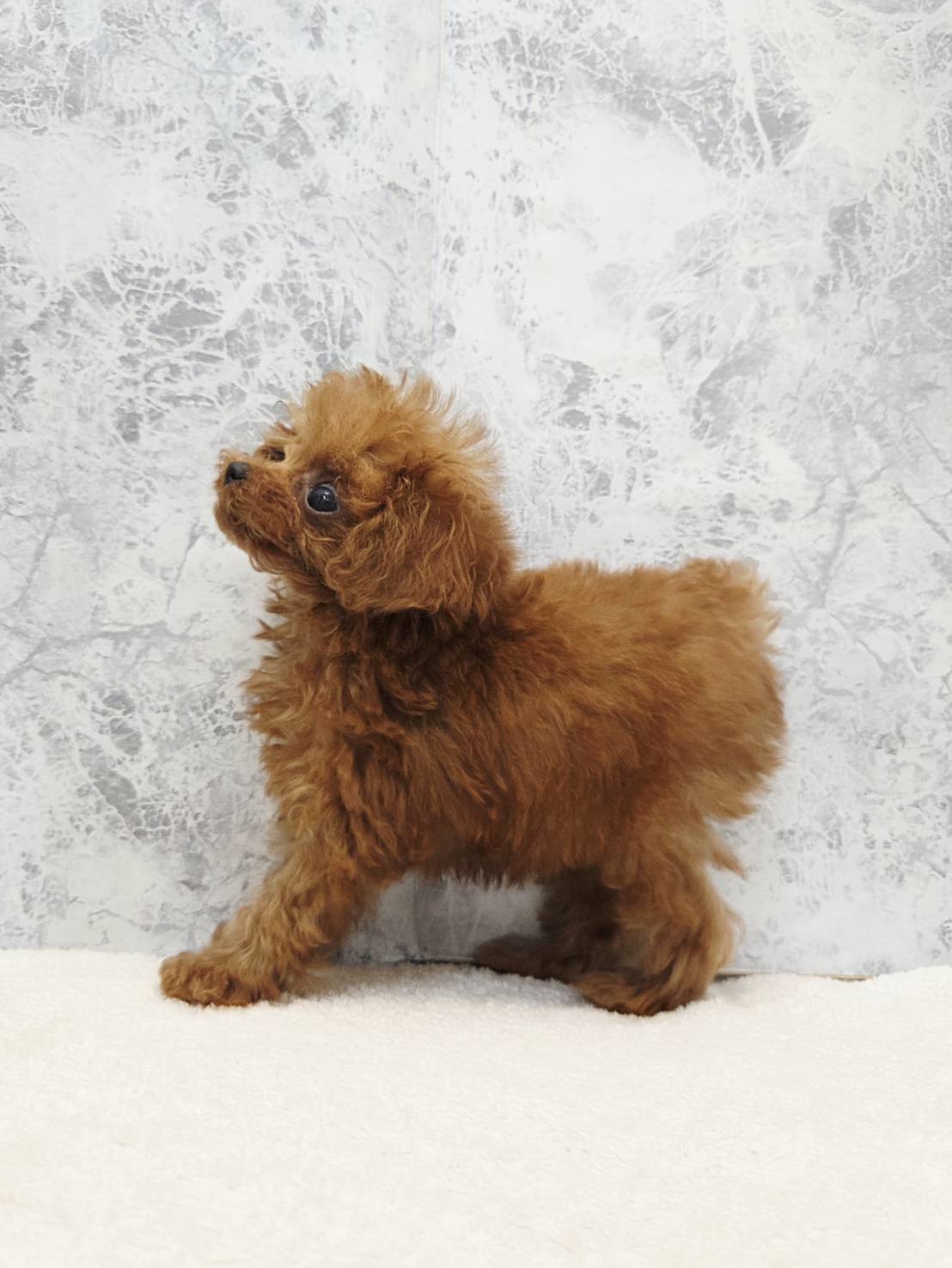 ロイヤルティーカッププードルの写真2