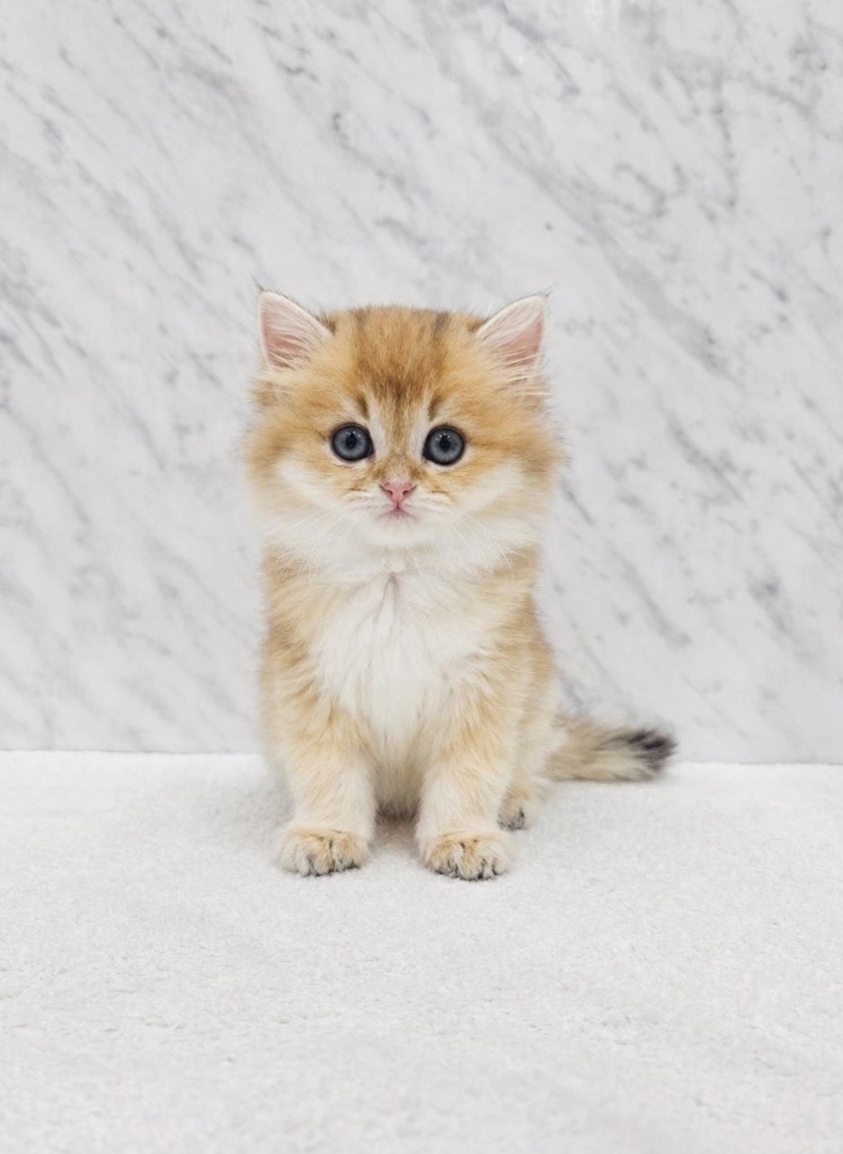 ブリティッシュロングヘアーの写真