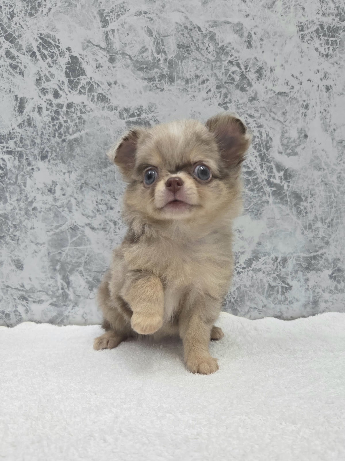 ロングコートチワワの写真3