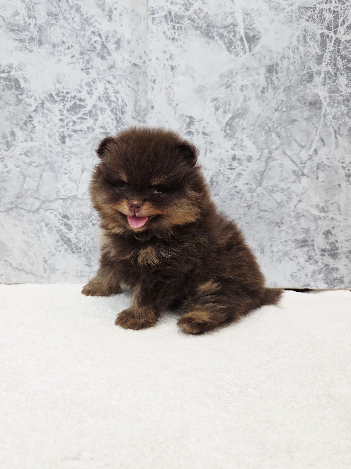 ポメラニアンの写真3