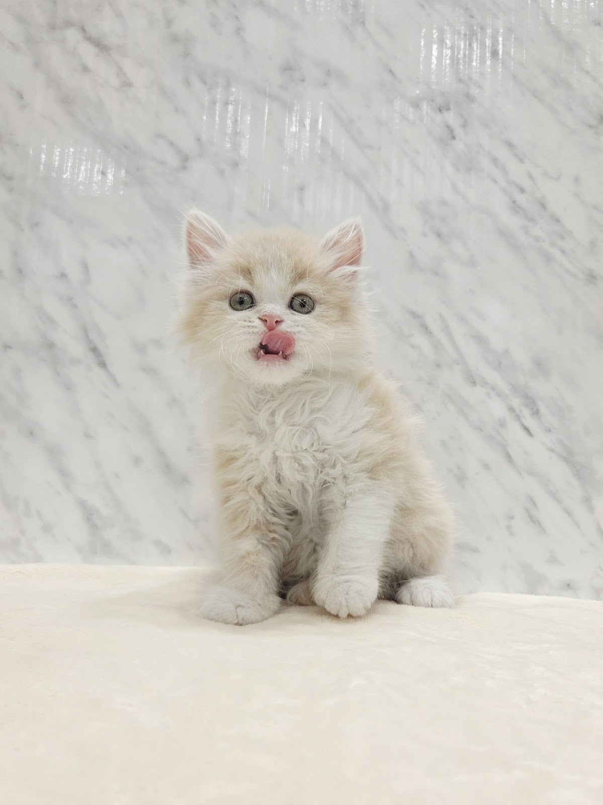 サイベリアンの写真3