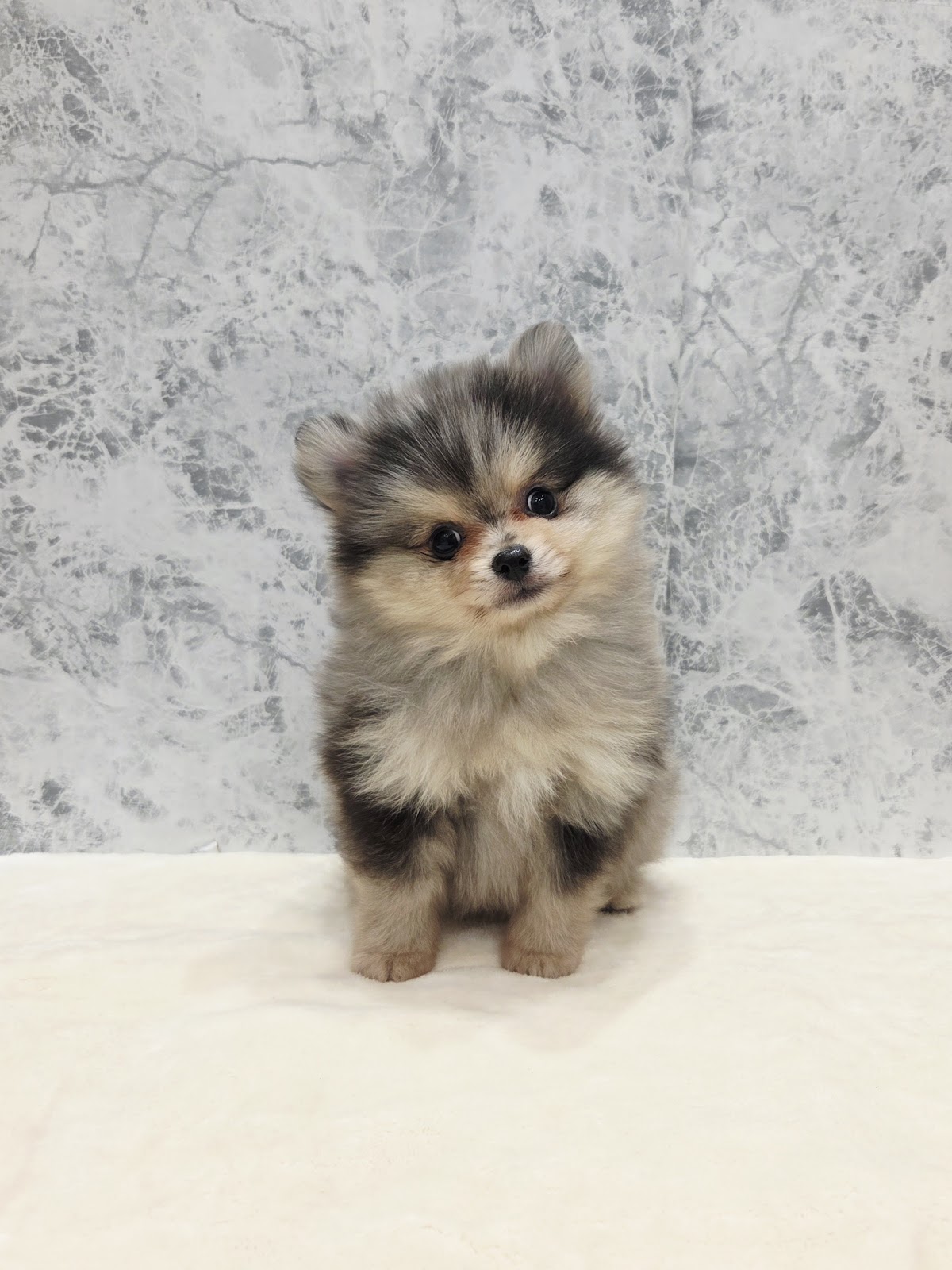 ポメラニアンの写真3