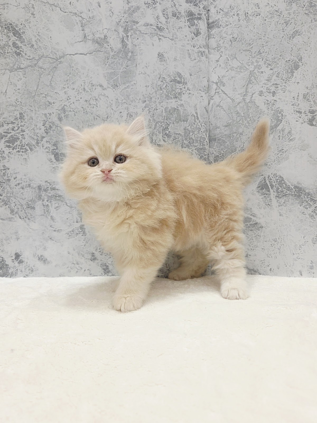 サイベリアンの写真3