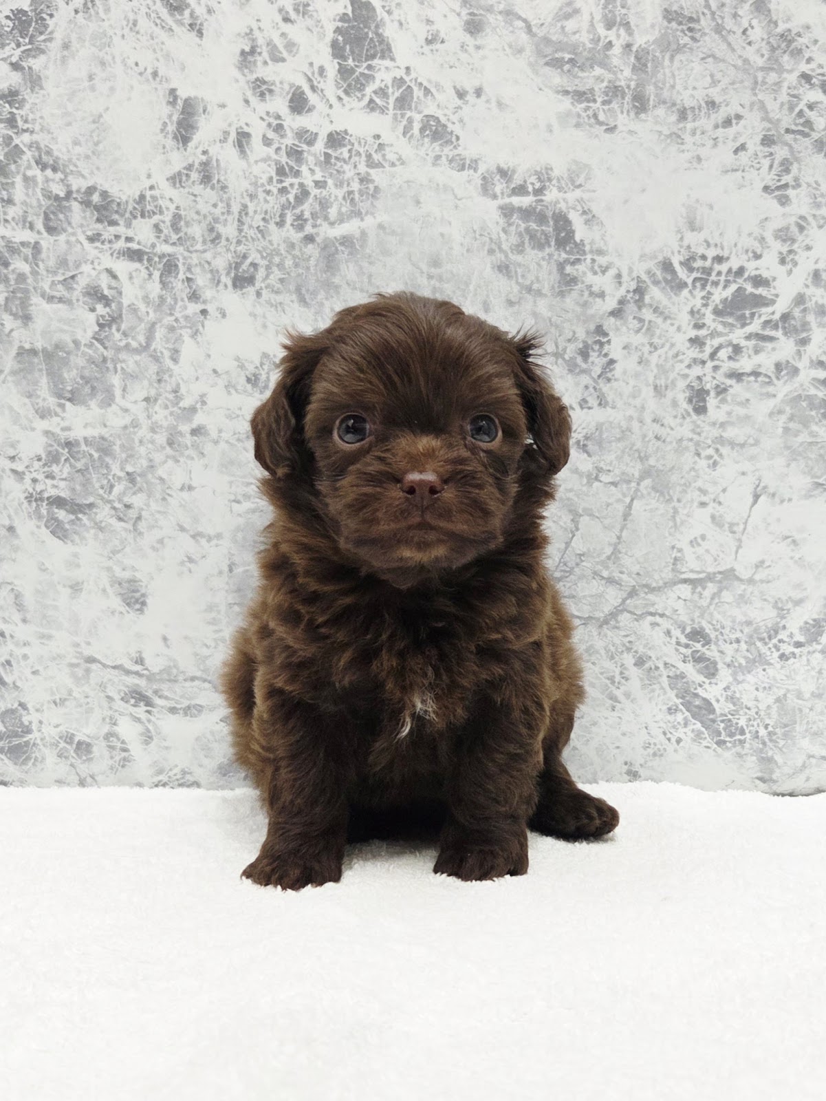 トイプードル×チワワの写真