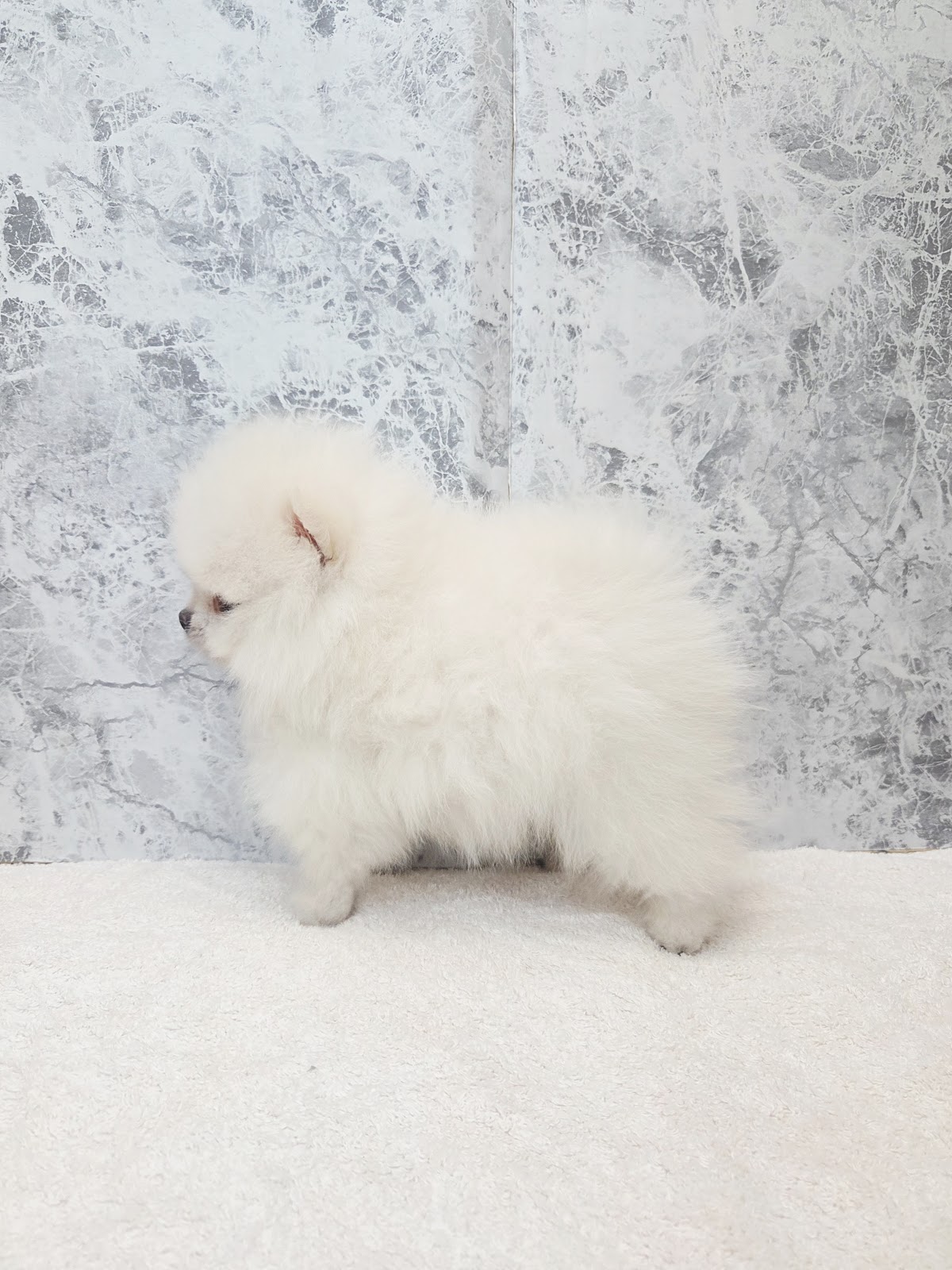 ポメラニアンの写真2