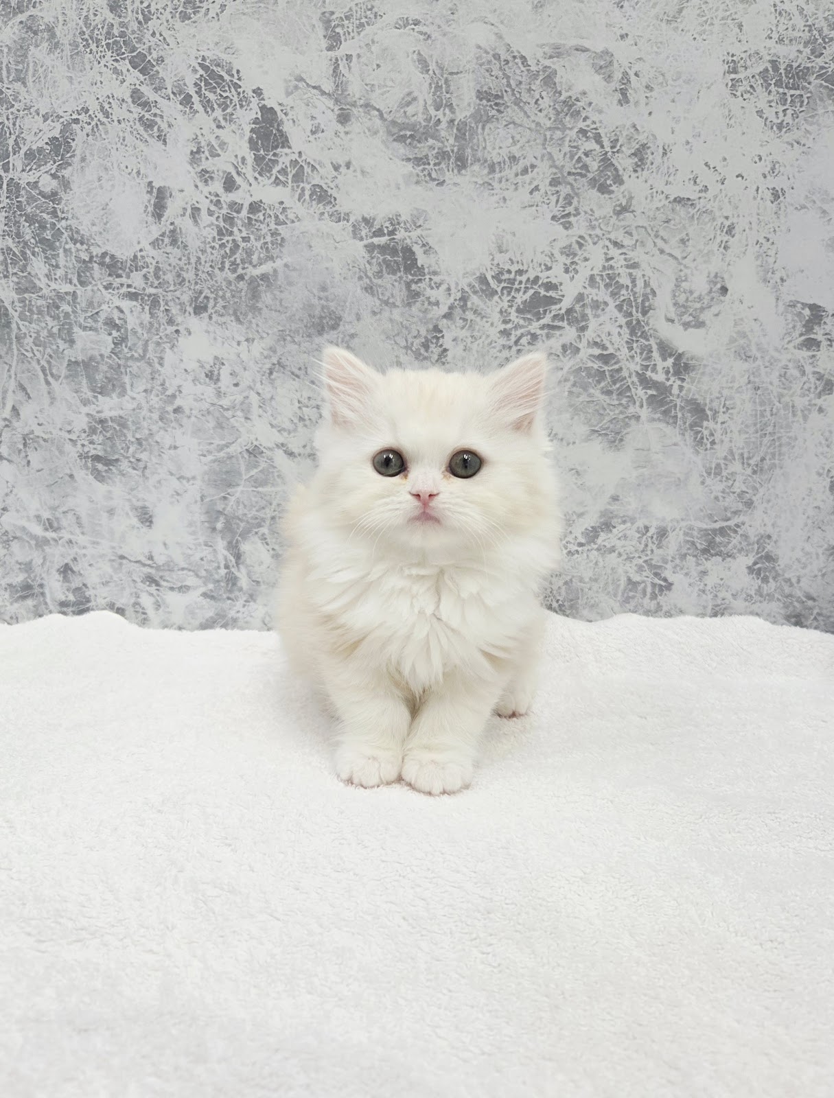 ラガマフィンの写真