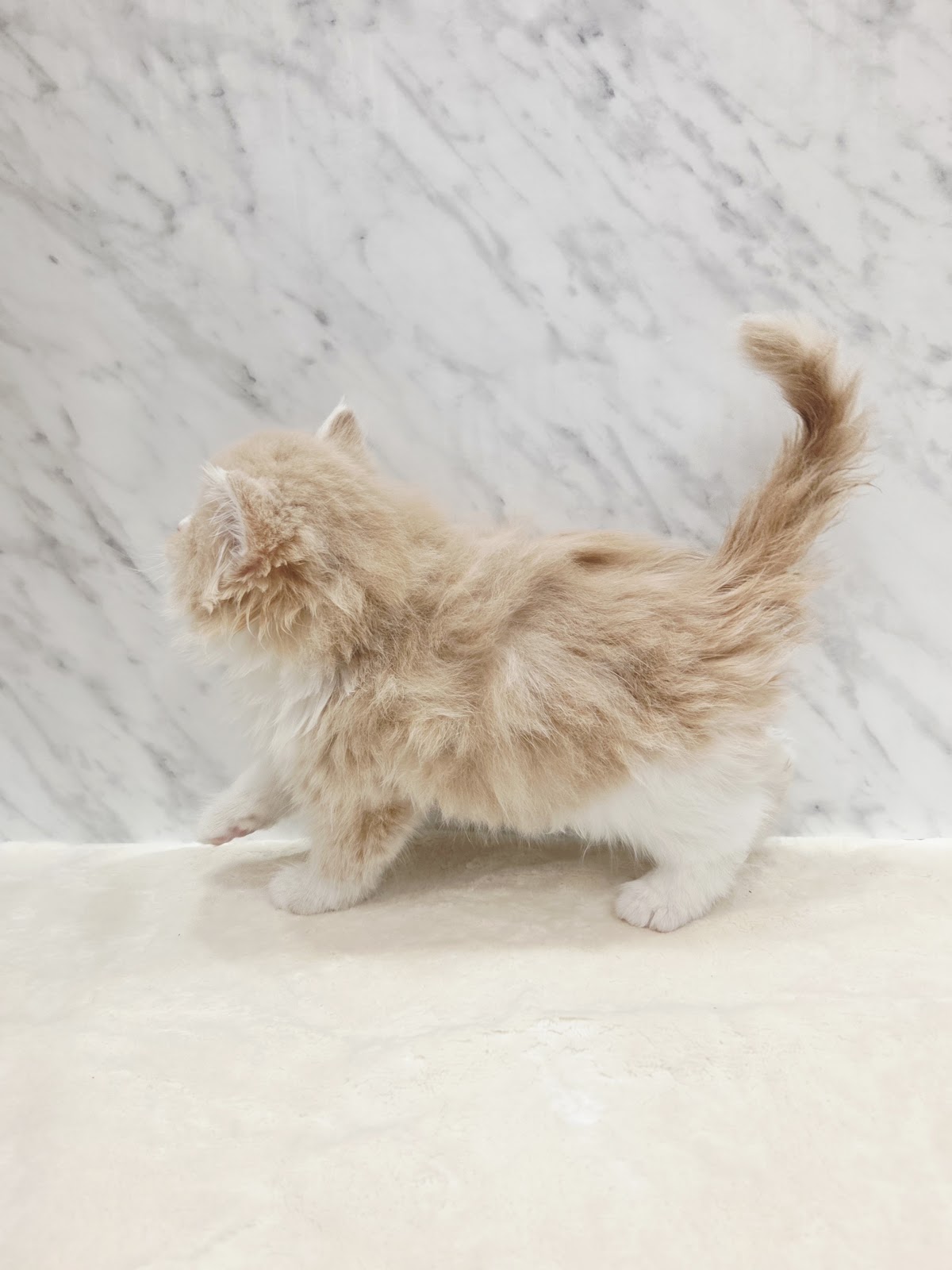 ラガマフィンの写真2