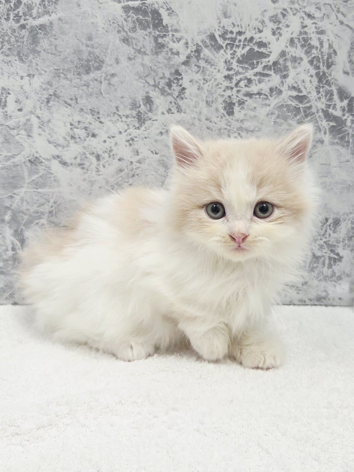 ミヌエットの写真3