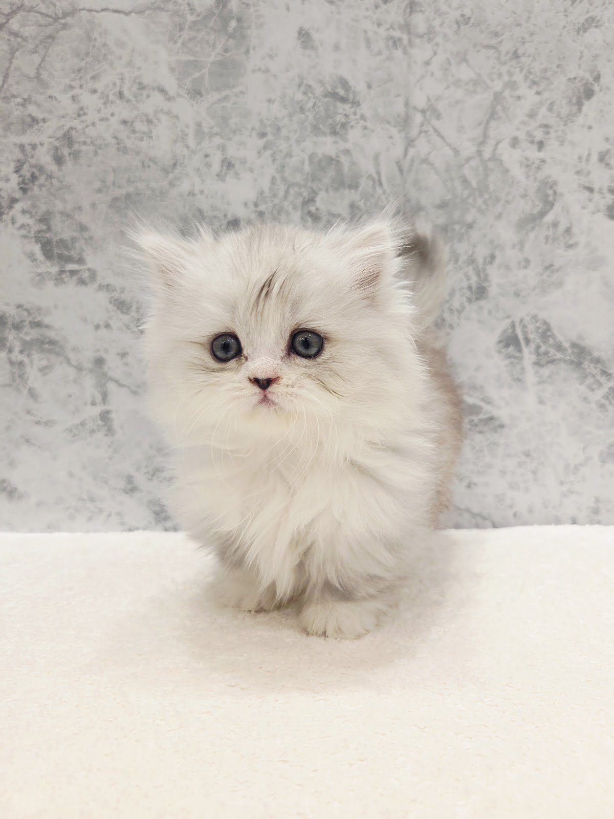 ミヌエットの写真3