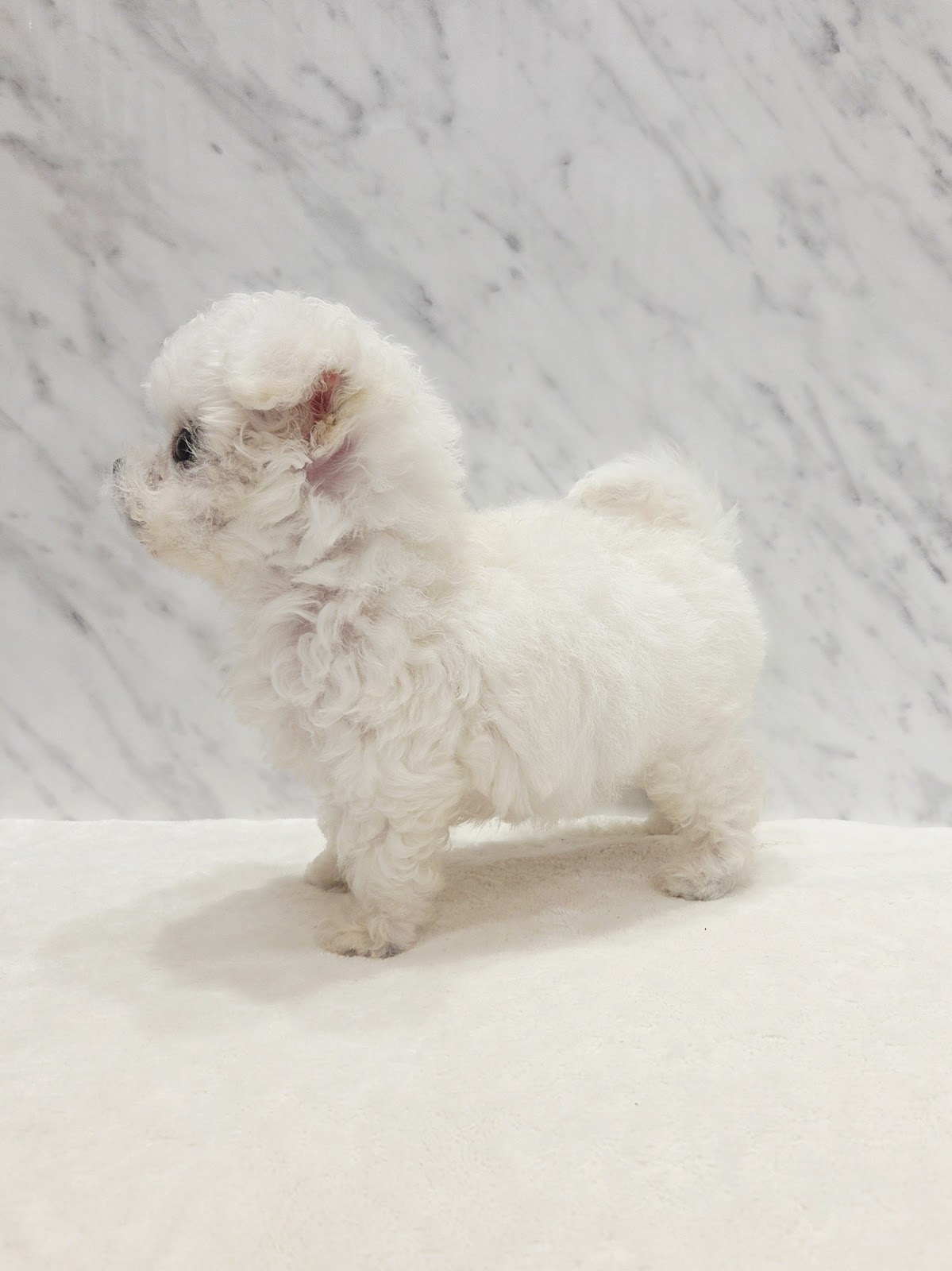 ビションフリーゼの写真2