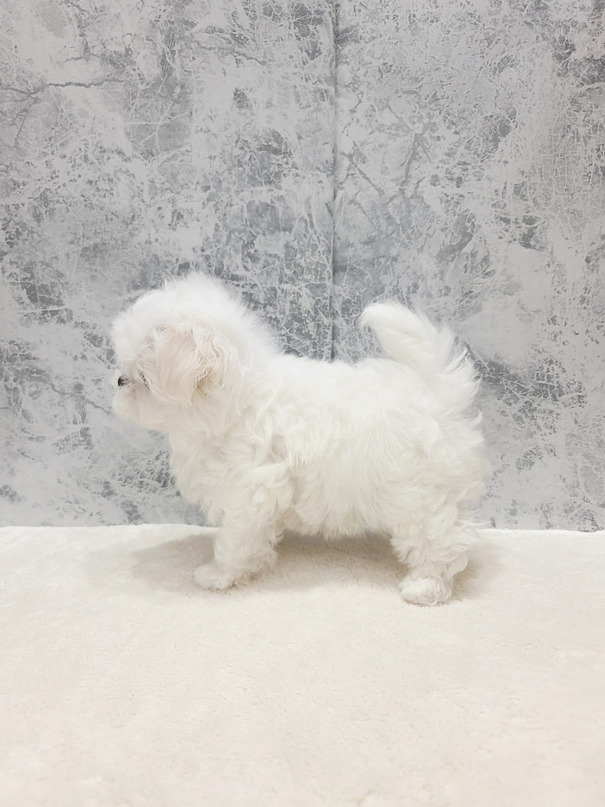 マルチーズの写真2