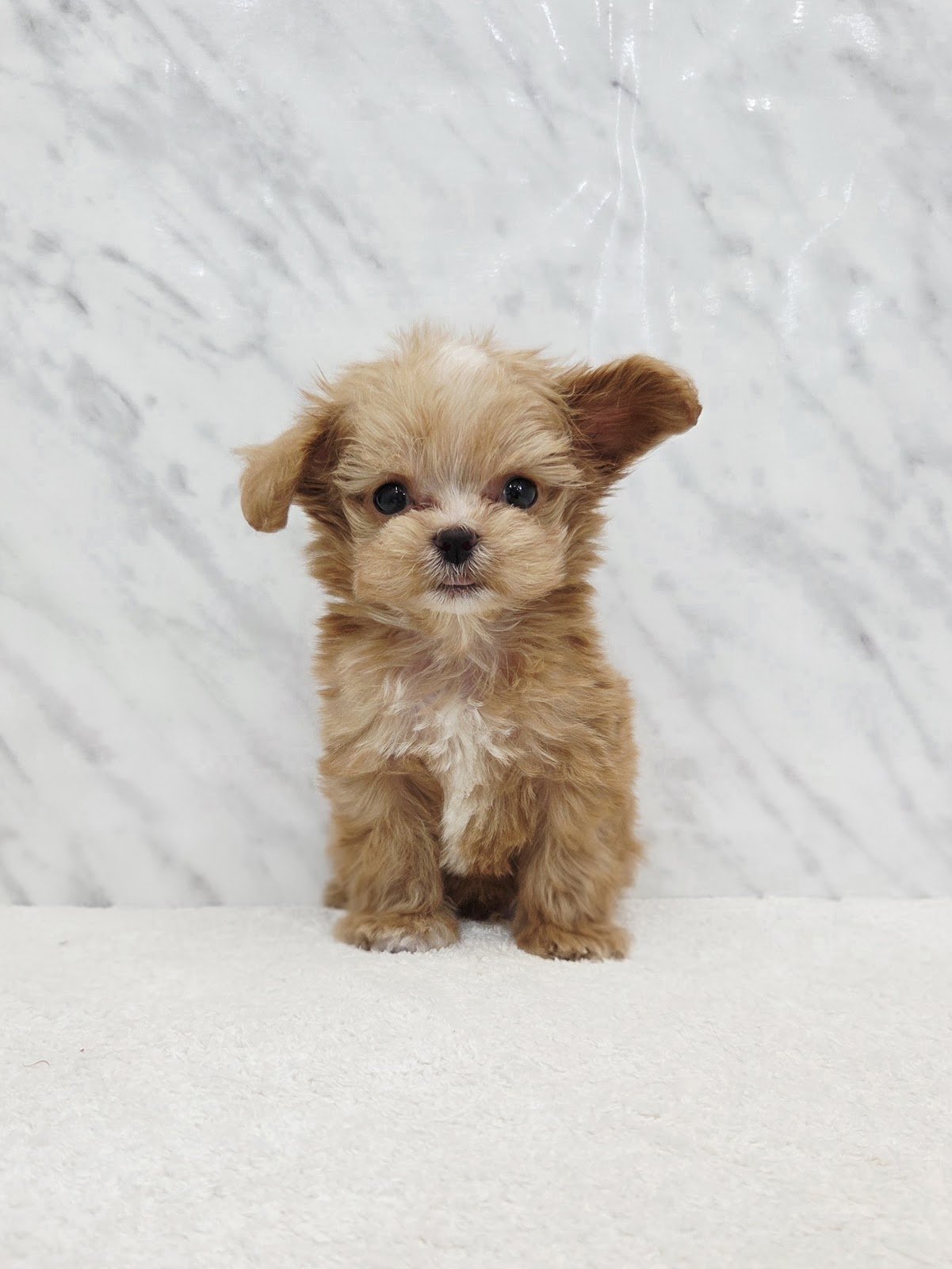 トイプードル×チワワの写真