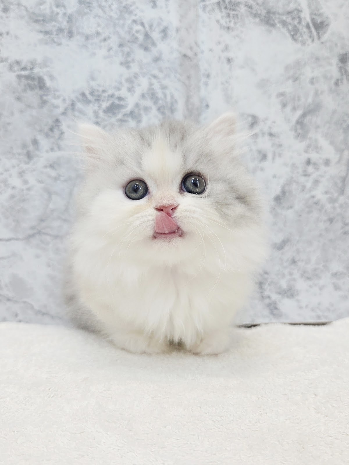 ミヌエットの写真3