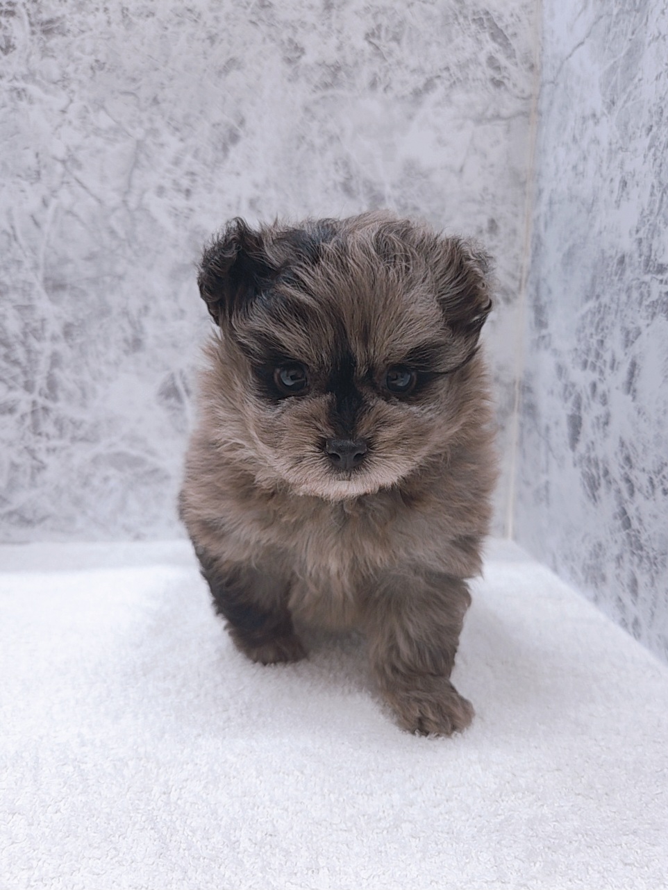 トイプードル×ポメラニアンの写真