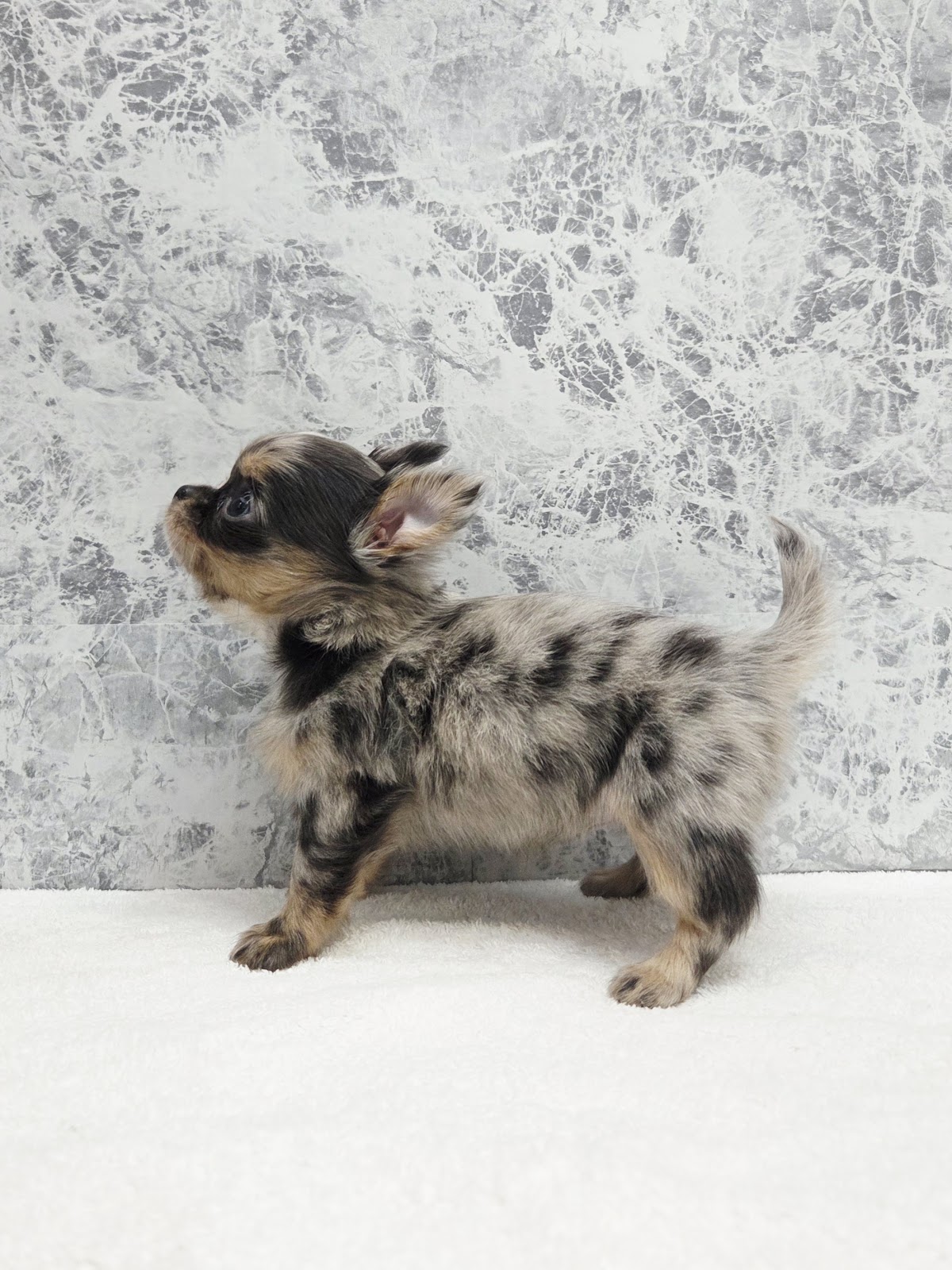 ロングコートチワワの写真2