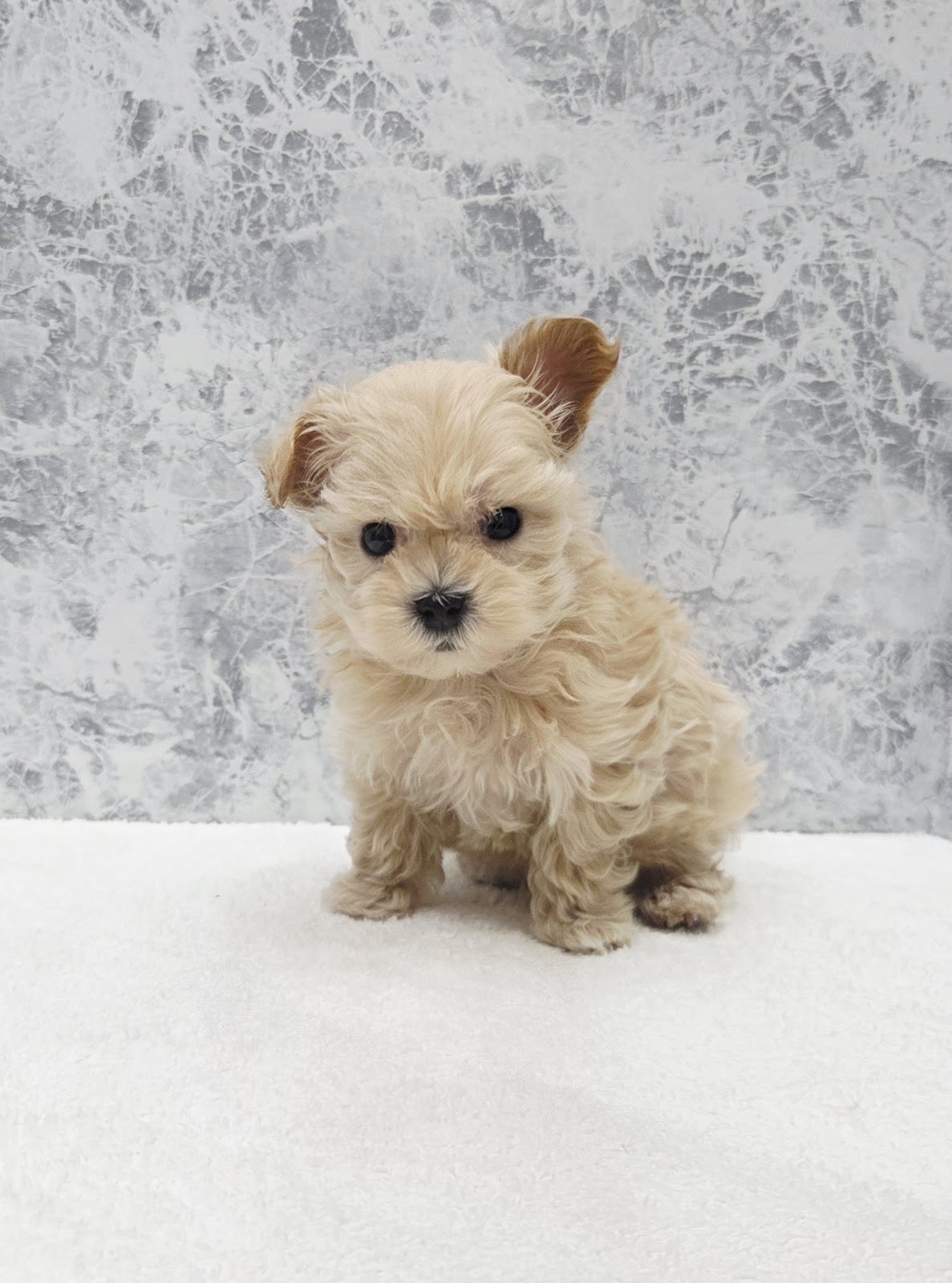 トイプードル×マルチーズの写真3