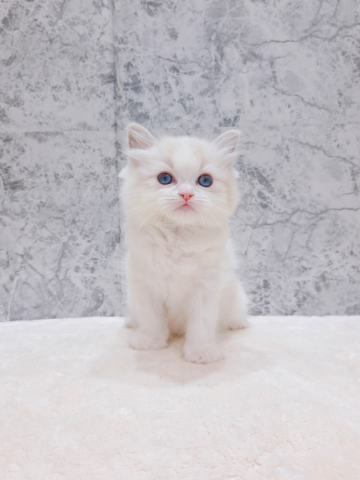 ラグドールの写真