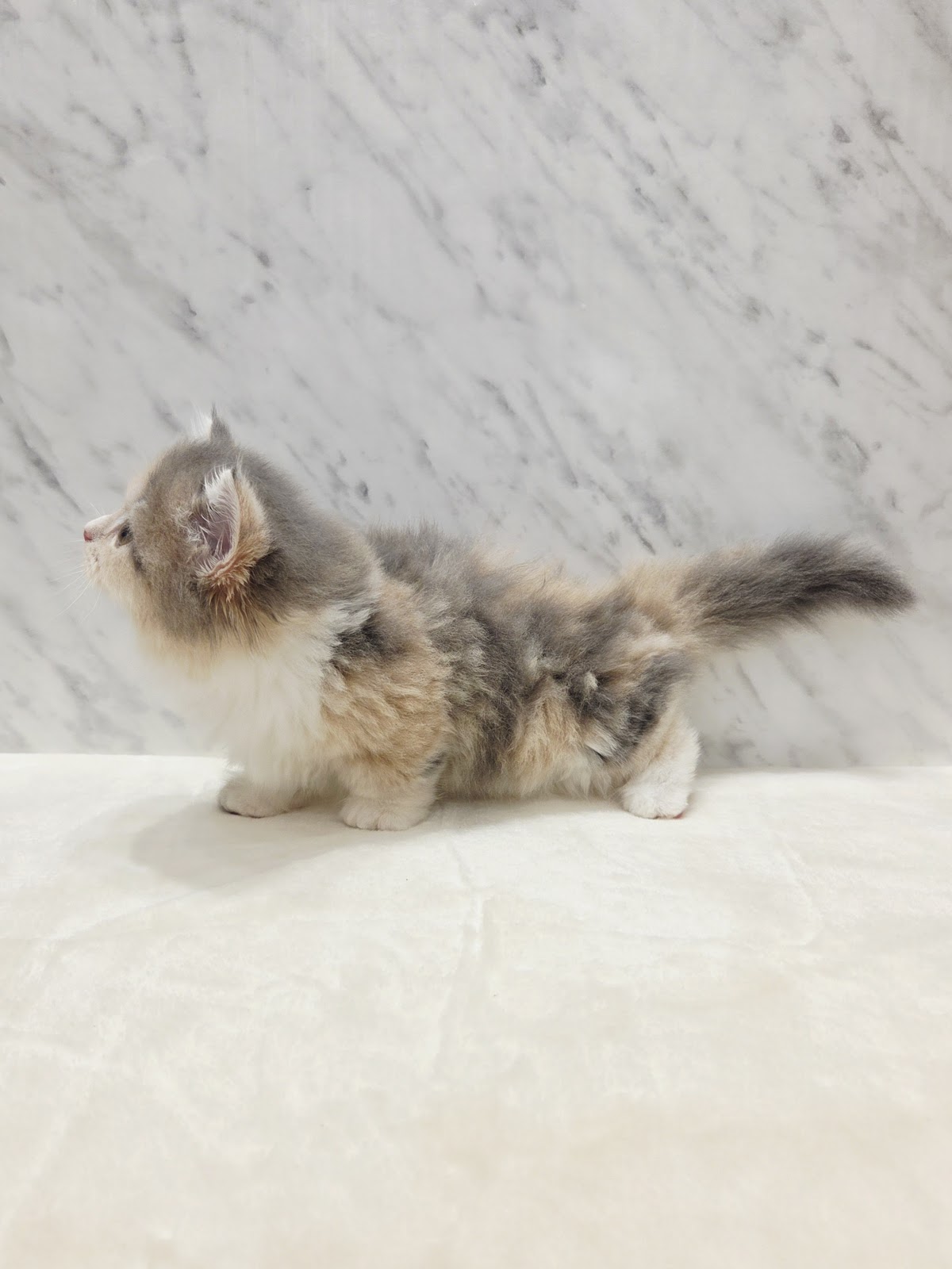 ミヌエットの写真2