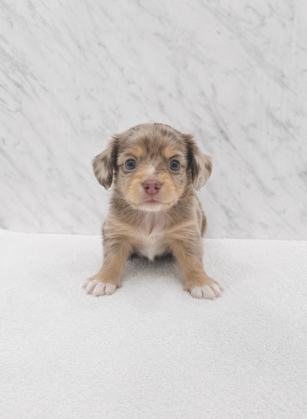 ダックスフンド×チワワの写真