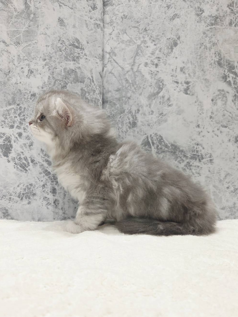 ラガマフィンの写真2