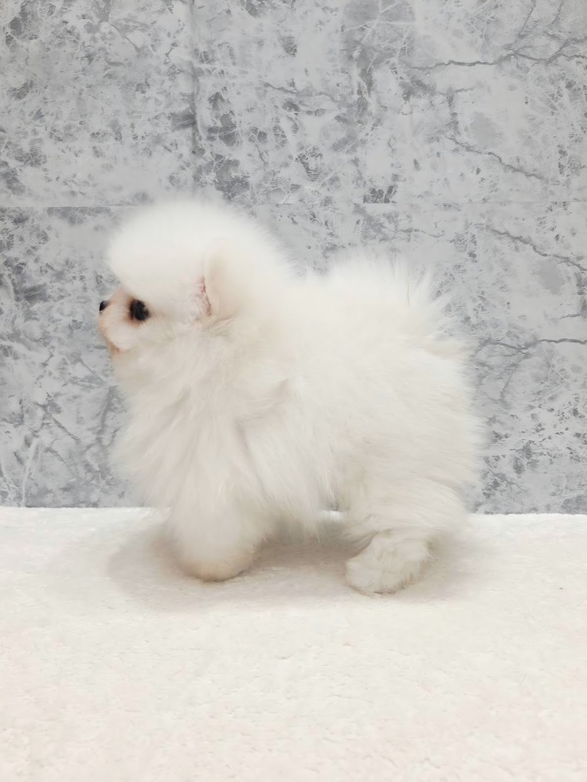 ポメラニアンの写真2