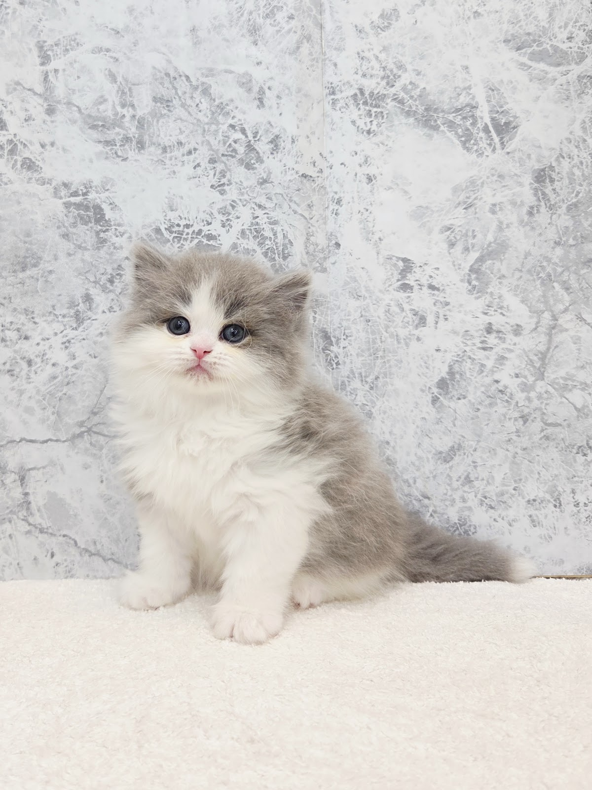 ラガマフィンの写真3